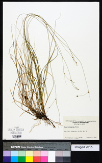 Carex trisperma image