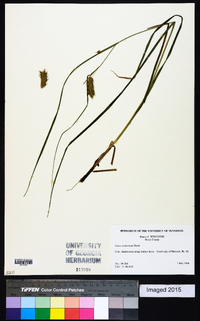 Carex tuckermanii image