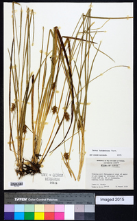 Carex turgescens image