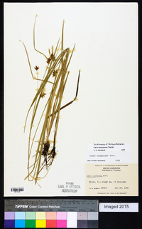 Carex turgescens image