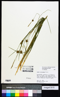 Carex turgescens image