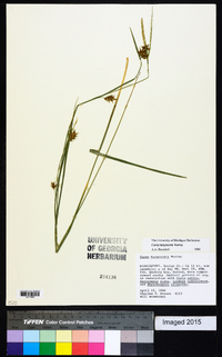 Carex turgescens image