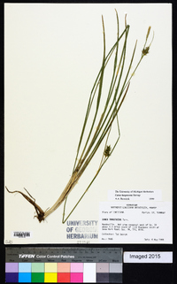 Carex turgescens image