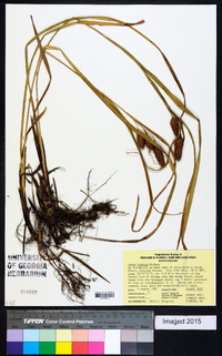 Carex typhina image