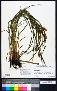 Carex typhina image