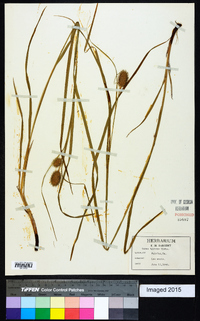 Carex typhina image