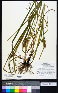 Carex typhina image