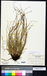 Carex umbellata image