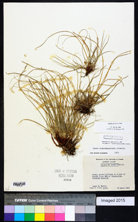 Carex umbellata image