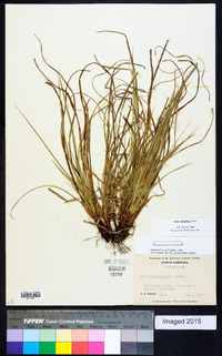 Carex umbellata image