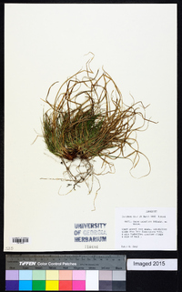 Carex umbellata image