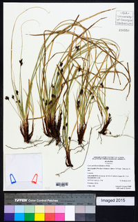 Carex umbellata image