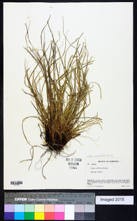 Carex umbellata image