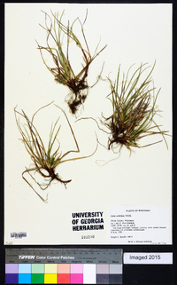 Carex umbellata image