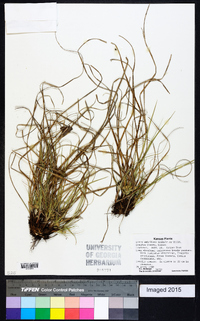 Carex umbellata image