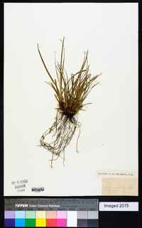 Carex umbellata image