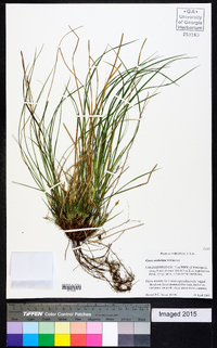 Carex umbellata image