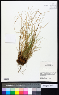 Carex umbellata image