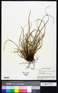 Carex umbellata image