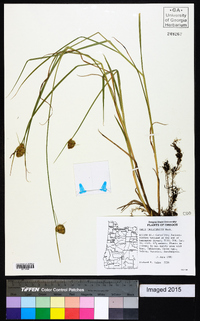 Carex unilateralis image