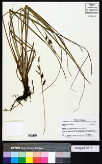 Carex verrucosa image