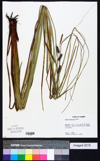 Carex verrucosa image