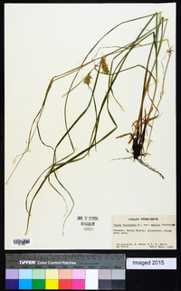 Carex vesicaria var. monile image