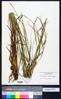 Carex vesicaria image