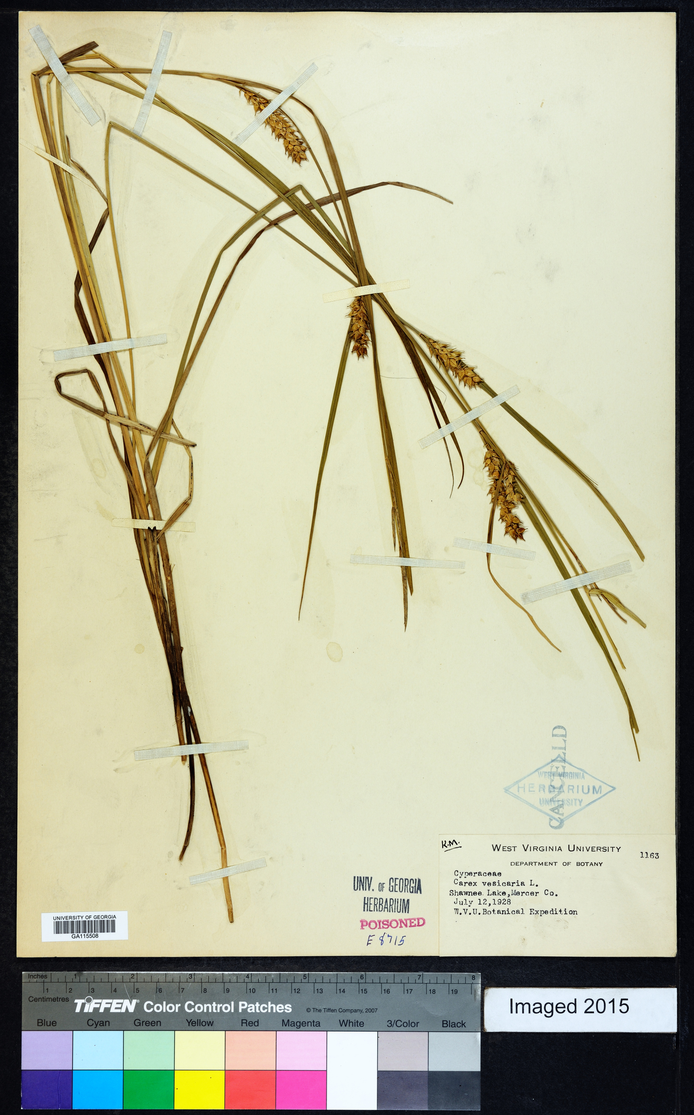 Carex venusta image