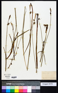 Carex vestita image