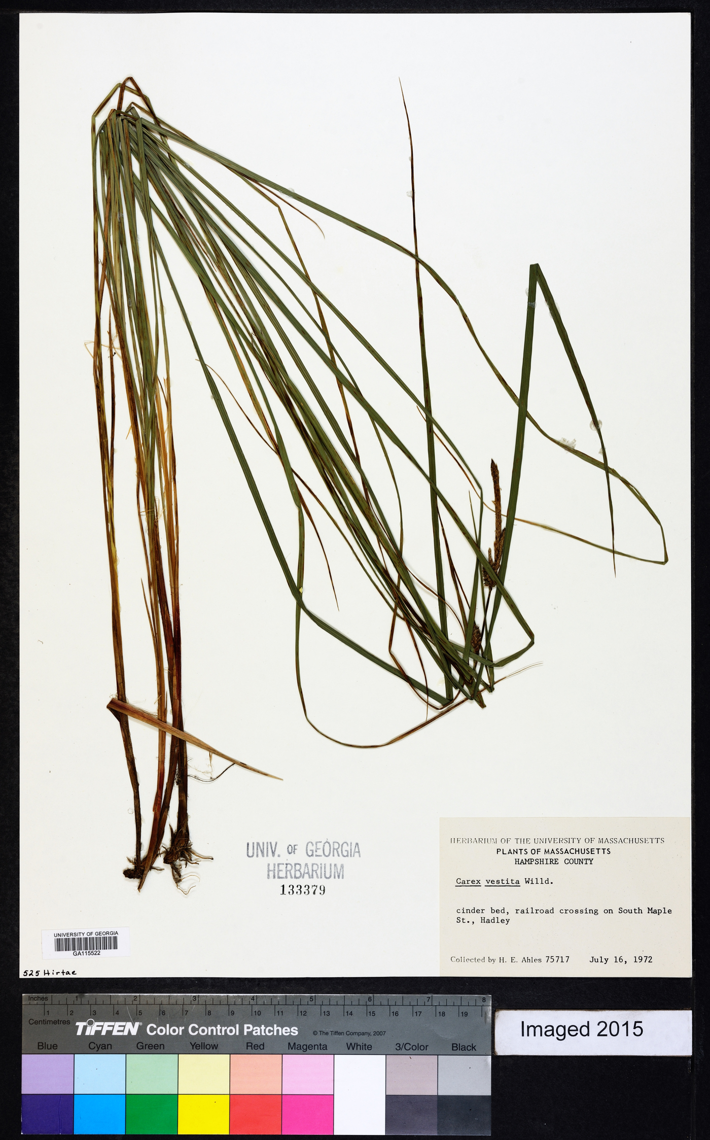 Carex vestita image