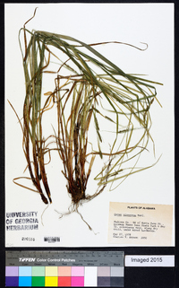 Carex virescens image