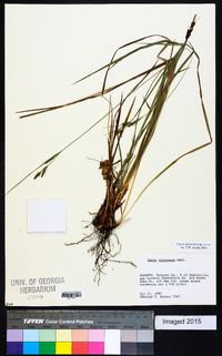 Carex virescens image