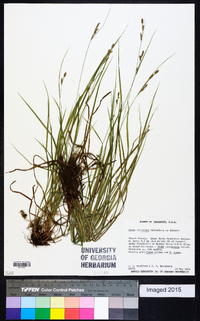 Carex virescens image