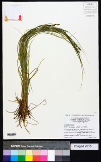 Carex virescens image