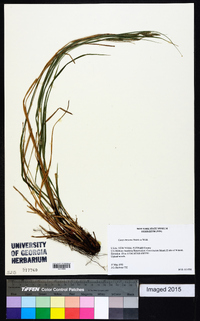 Carex virescens image