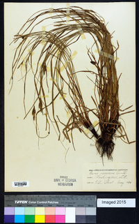 Carex virescens image