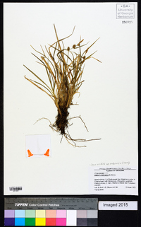 Carex viridula subsp. oedocarpa image