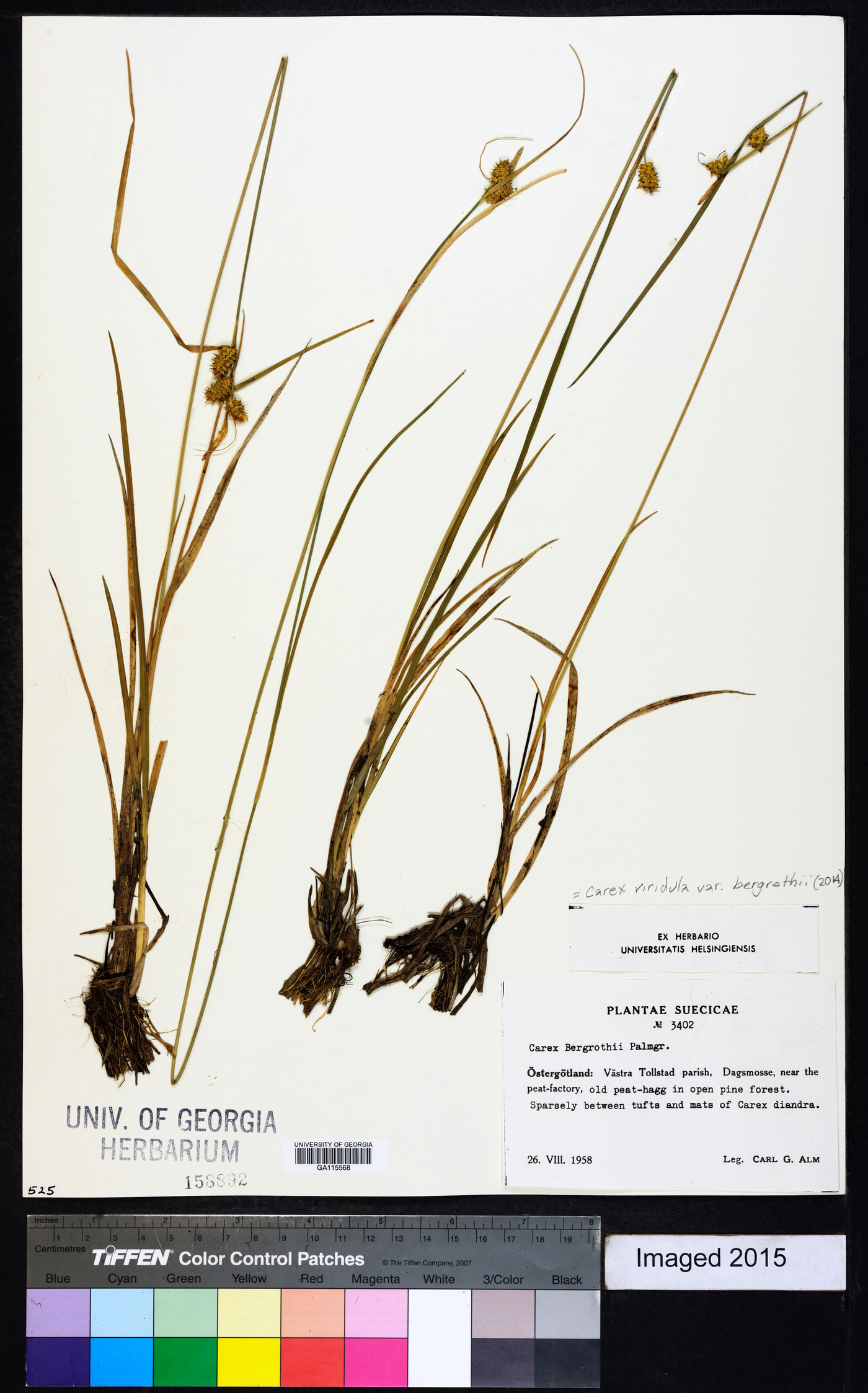 Carex oederi var. bergrothii image