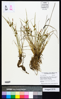 Carex viridula image