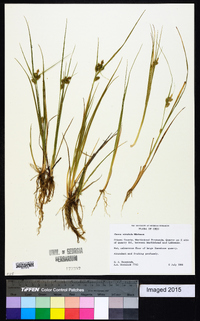 Carex viridula image