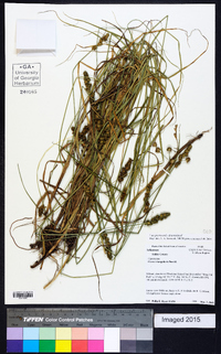 Carex triangularis image