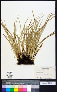 Carex willdenowii image