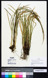 Carex willdenowii image