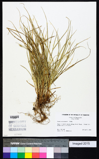 Carex willdenowii image