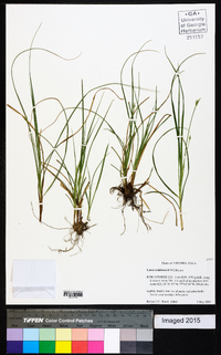 Carex willdenowii image