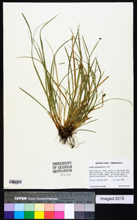 Carex willdenowii image