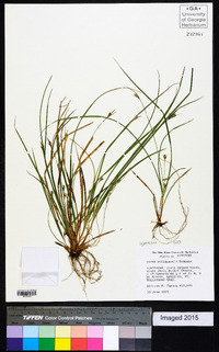 Carex willdenowii image