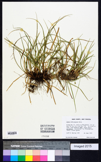 Carex willdenowii image