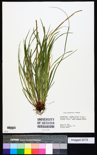 Carex willdenowii image